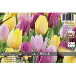 20 Tulip Bulbs Tutti Frutti