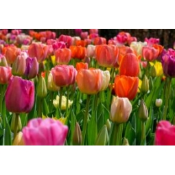 20 Tulip Double Dancers