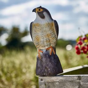 Falcon Bird Deterrent